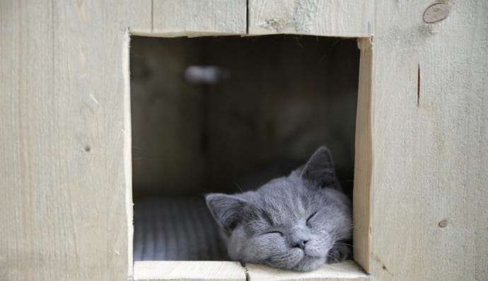 Кошеня спить