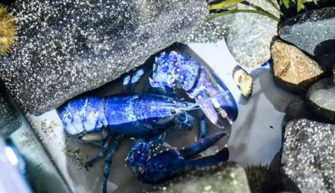 Синий лобстер 