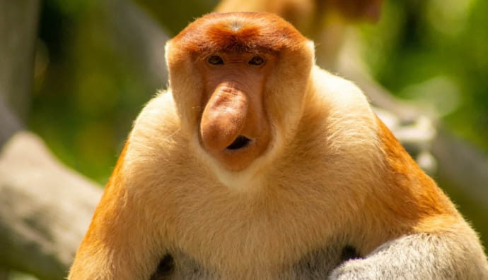 Носатель обыкновенный или люблю (Nasalis larvatus)