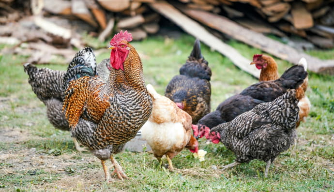 Петух и курицы