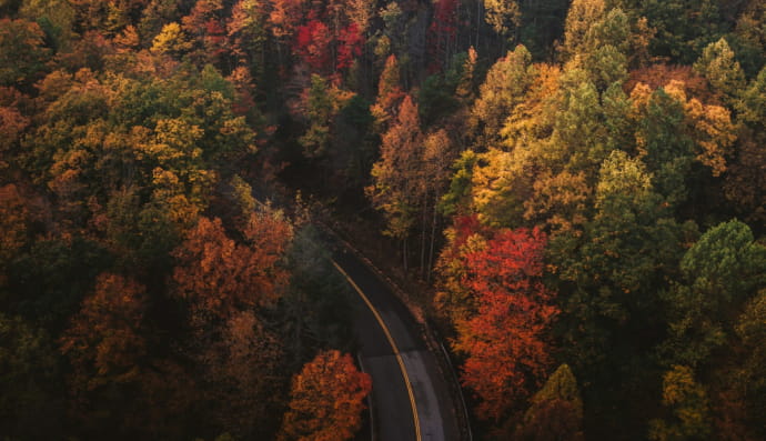 Дорога и осенний лес