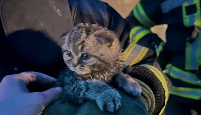 Порятунок кошеня