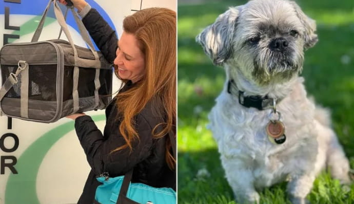 Історія про собаку Олівера