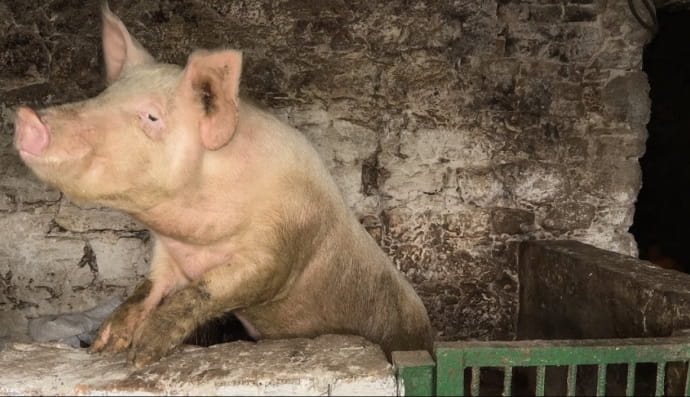 Старовинна будівля