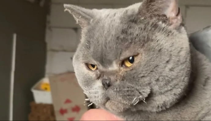 Історія про врятованого кота та зруйнований будинок