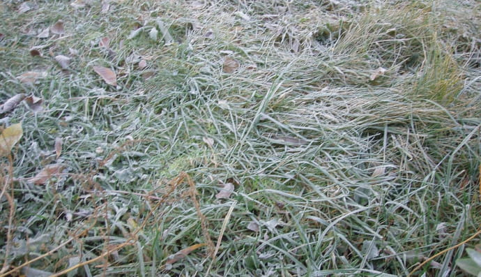 Іній на зеленій траві