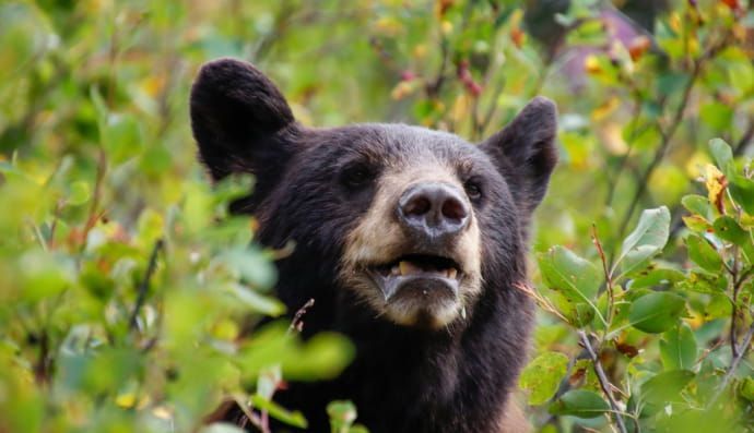 Чорний ведмідь