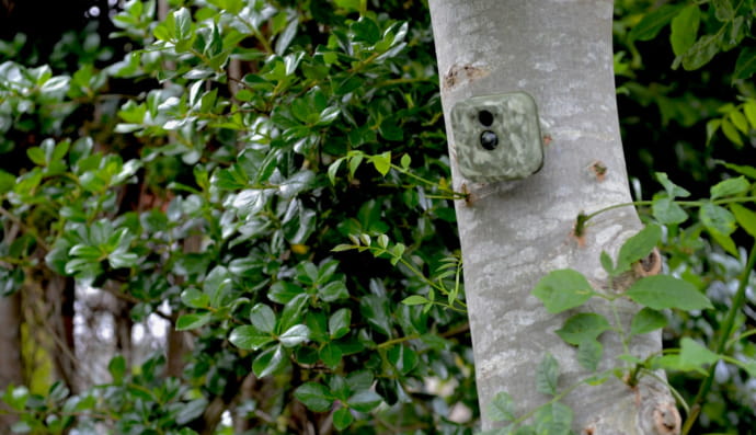 Фотопастка