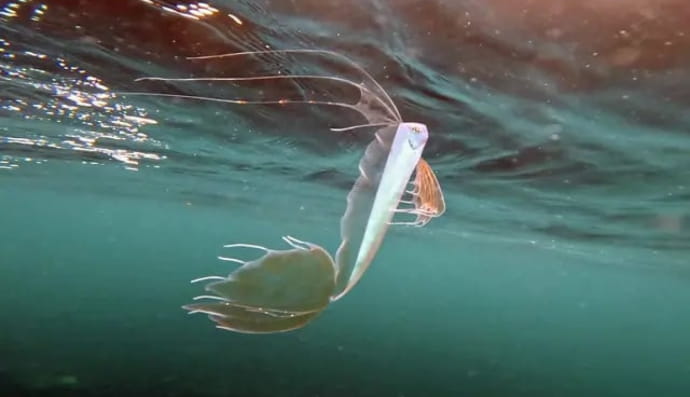 Фото дайвера