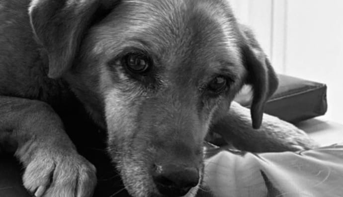 Собака Найда