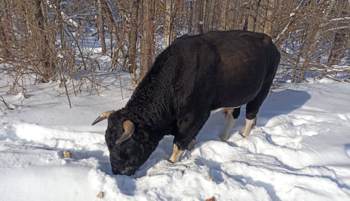 Дикі бики Чорнобиля