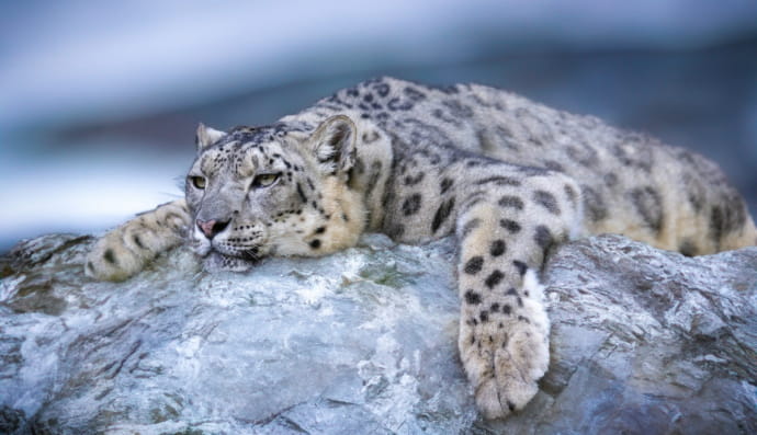 Сніговий барс