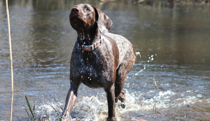 Собака породи курцхаар або німецька короткошерста лягава