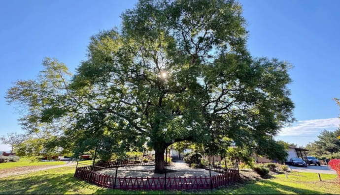 Софора з Приморського парку Чорноморська