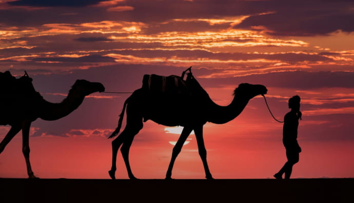 Верблюды
