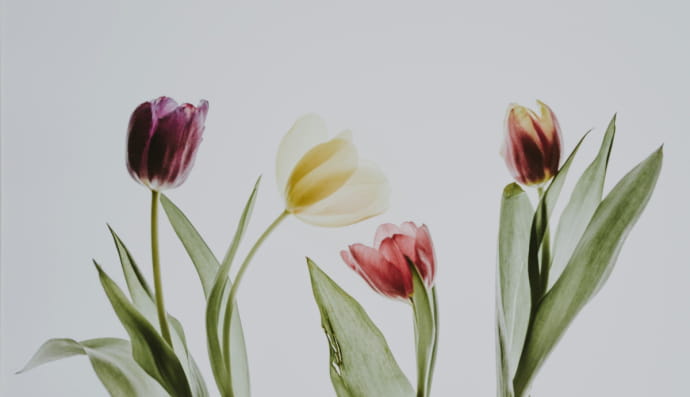 Тюльпани