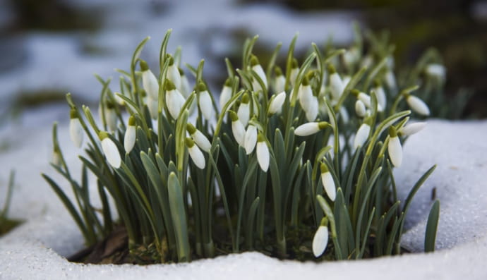 Підсніжники