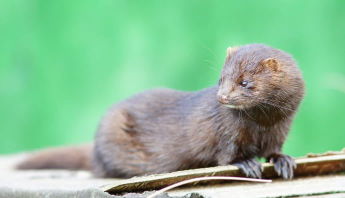 Американская норка (Neogale vison)