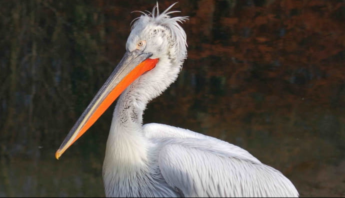 Кучерявий пелікан