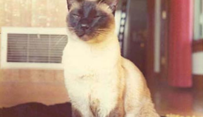 Історія кота, відомого як Ф. Д. Ч. Віллард