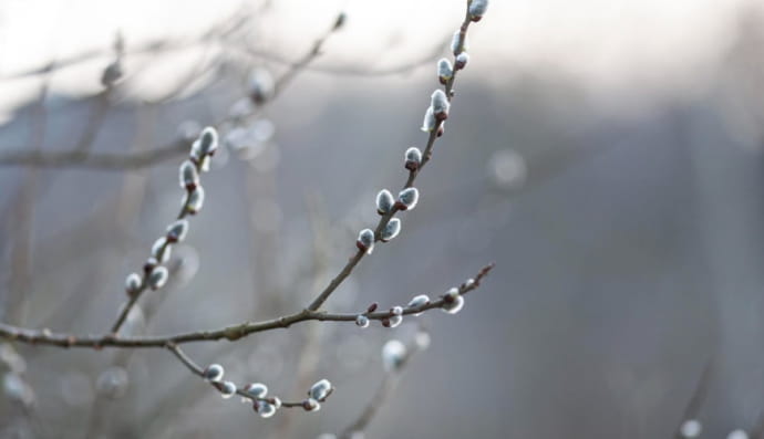 Похолодання, весна, верба