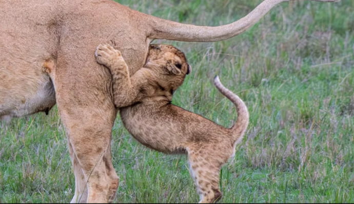 Кумедна природа