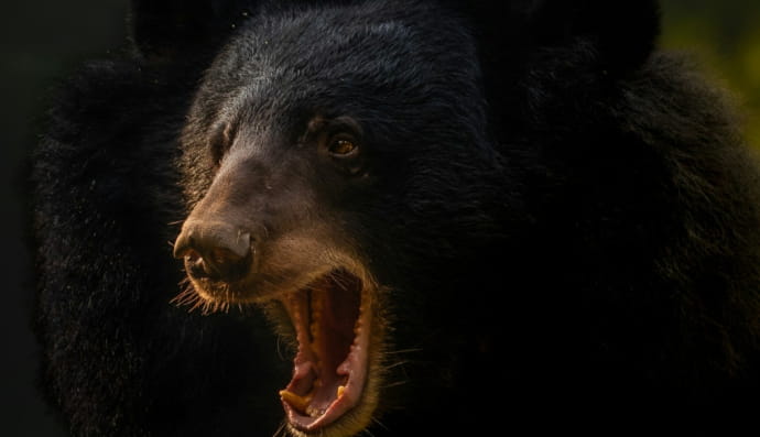 Ведмідь гімалайський 