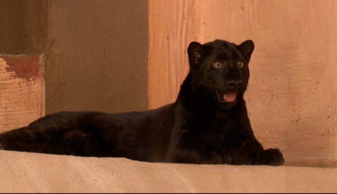 Народження рідкісного чорного леопарденя