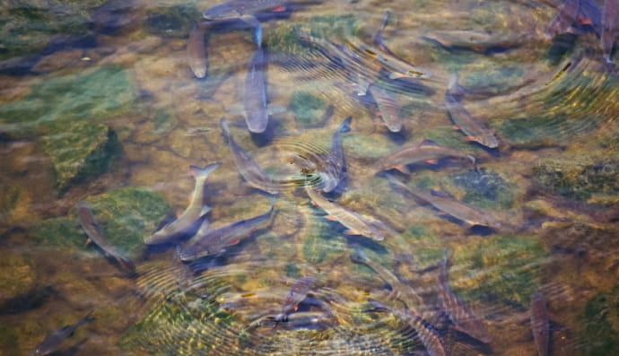 Риба в озері