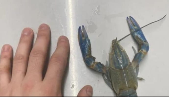 Вирощування раків