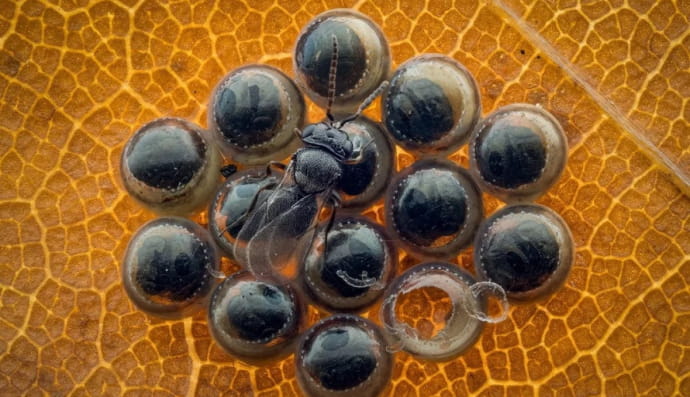 Close-up Photographer of the Year