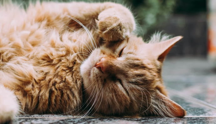 Кот