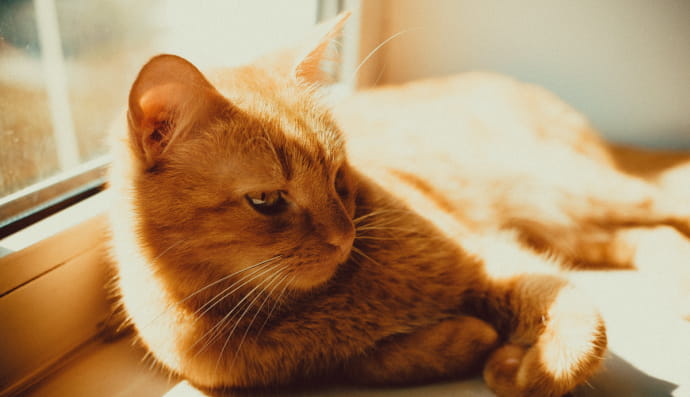 Кіт, кішка, котик