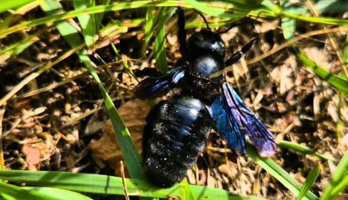 Ксилокопа обыкновенная (Xylocopa valga)