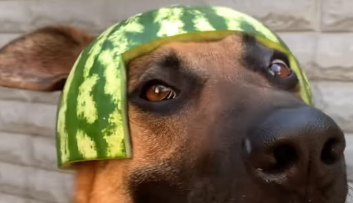 Собака