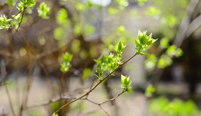 Весна та сонце