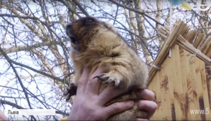 Бабачиха Маруся зі Львова