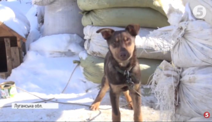 Собака Вульф на передовій