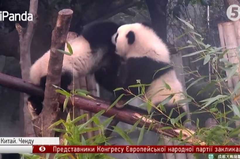 Панди