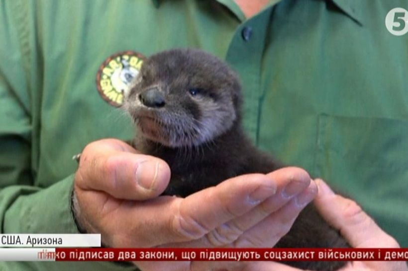 Порятунок видри