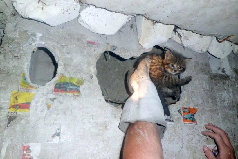 Врятоване кошеня