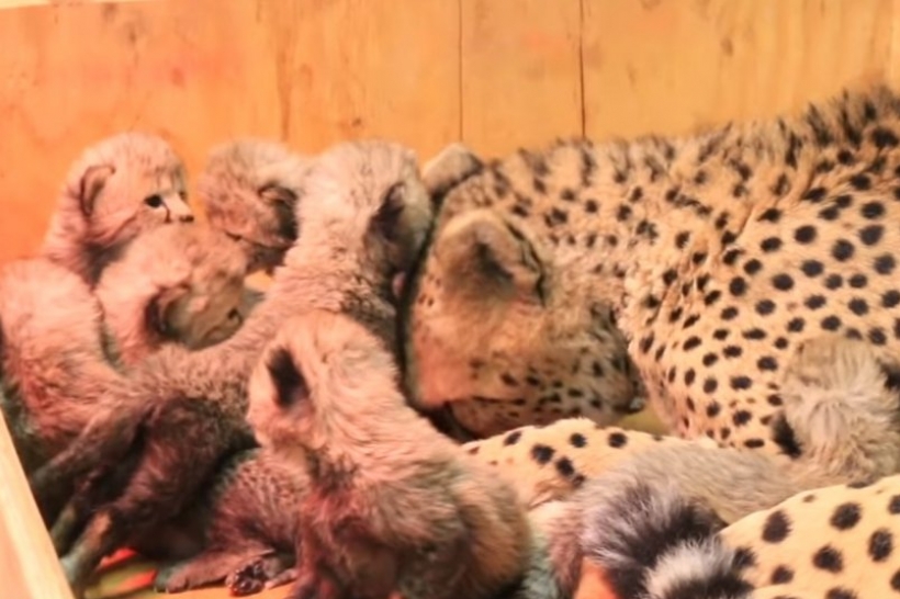 Гепард, малята