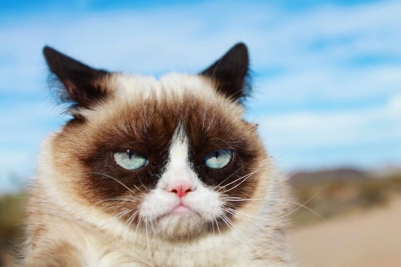 Кошка-мем Grumpy Cat