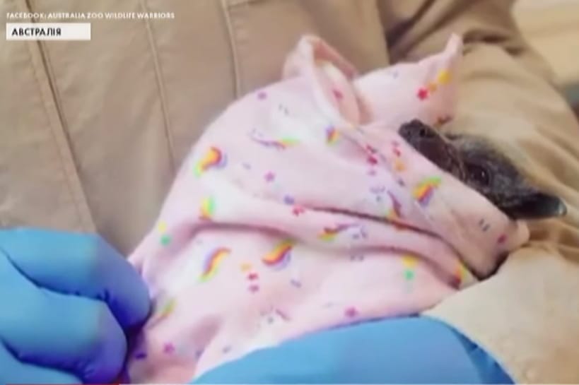 Мішечки для порятунку тварин Австралії