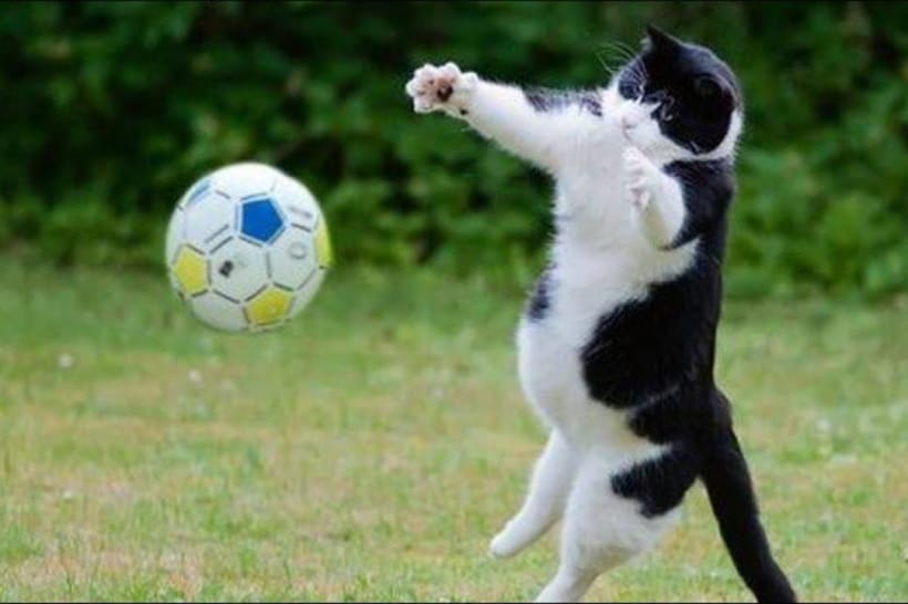 Котик з м'ячем