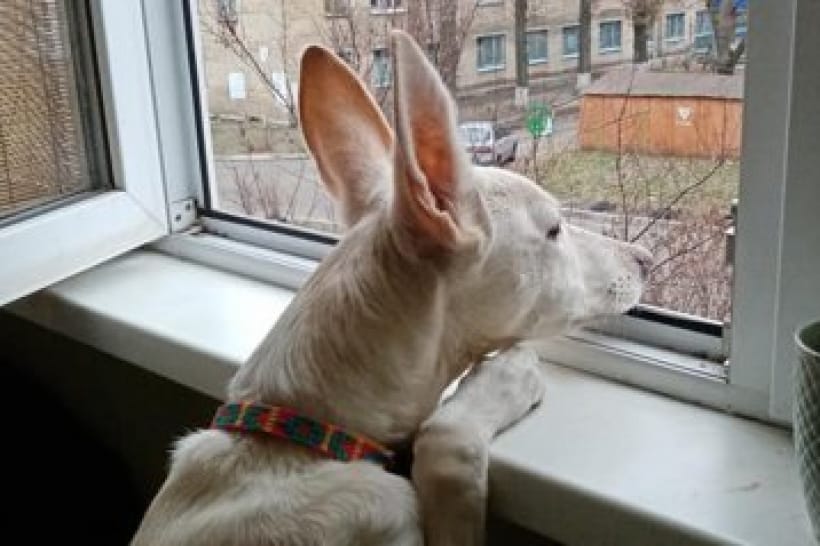 Песик с самыми высокими ушами