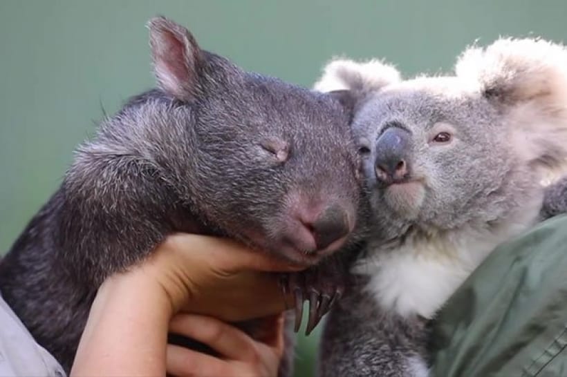Вомбат і коала