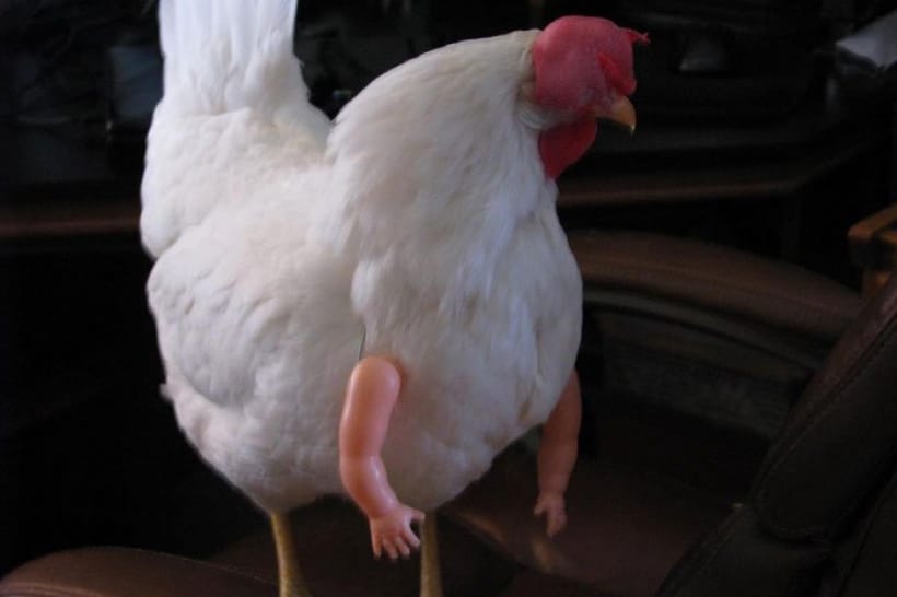 Курица с руками