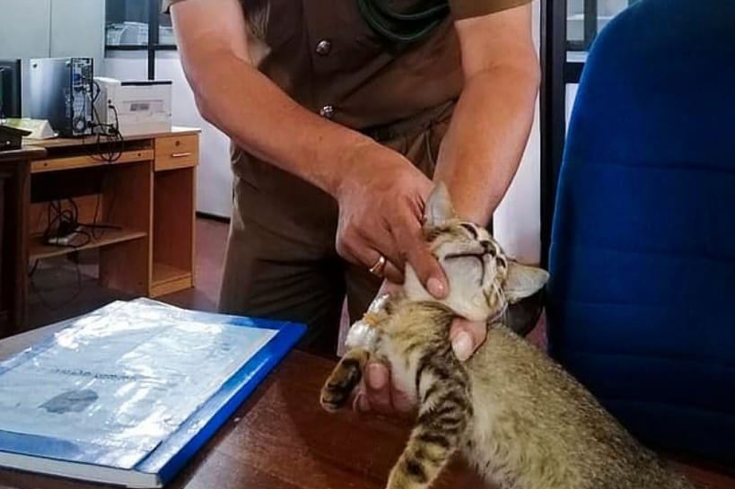 Кот-наркокурьер