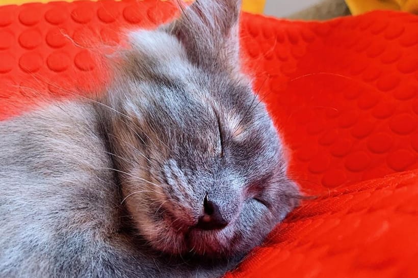 Кошеня Меланж